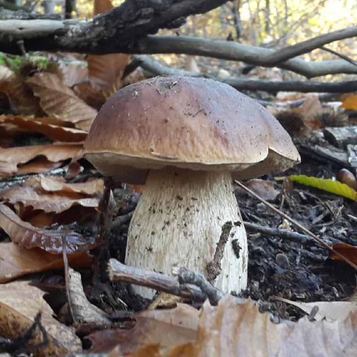 Le Mercou En Cevennes Saint-Martin-de-Boubaux エクステリア 写真